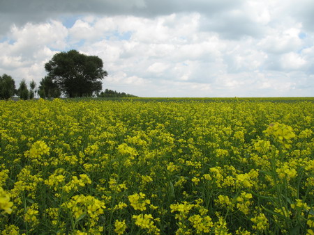 加拿大28预测网