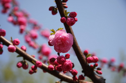 加拿大28预测网