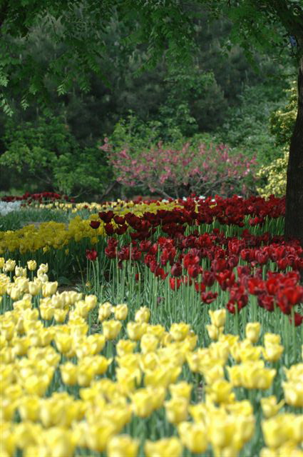 加拿大28预测网