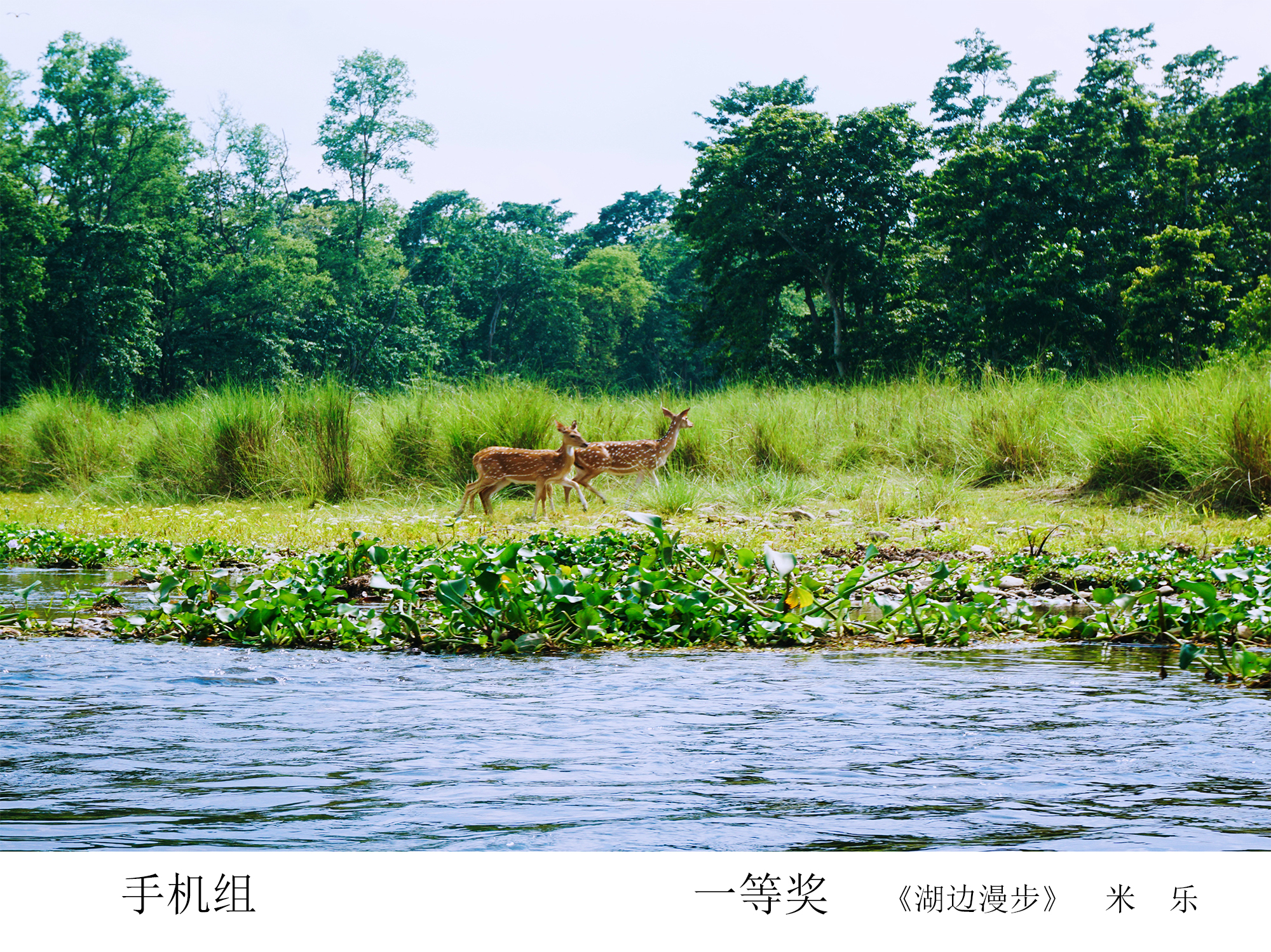 加拿大28预测网