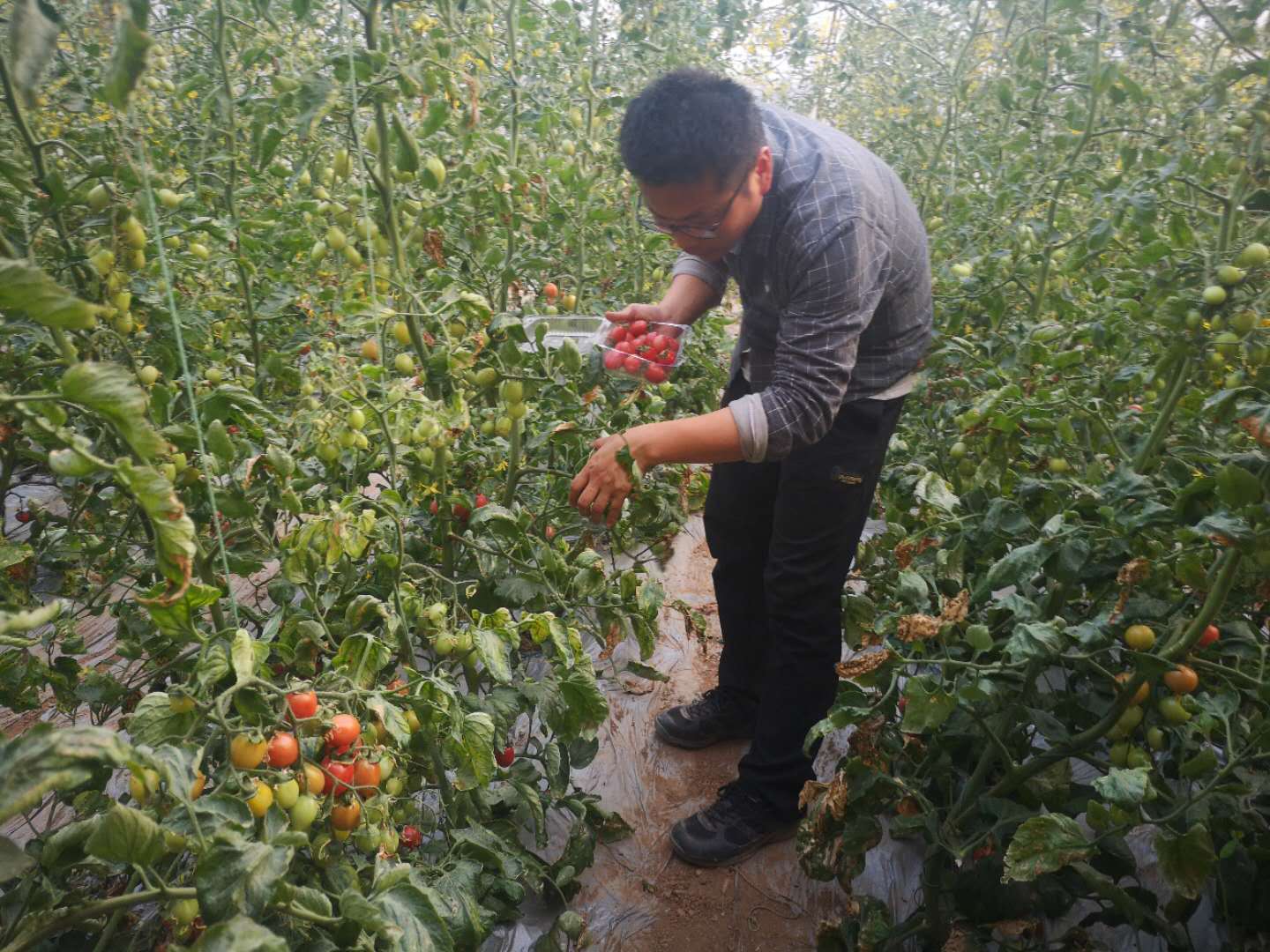 加拿大28预测网