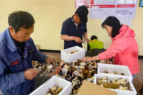 加拿大28预测网