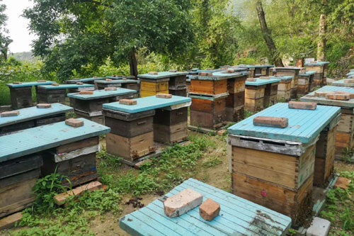 加拿大28预测网